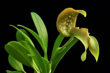 Bulbophyllum grandiflorum