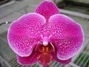 Doritaenopsis Meidar Prince 'Prince of Leopard'