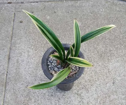 Cymbidium Hoosia 'Jin Hua Shan'