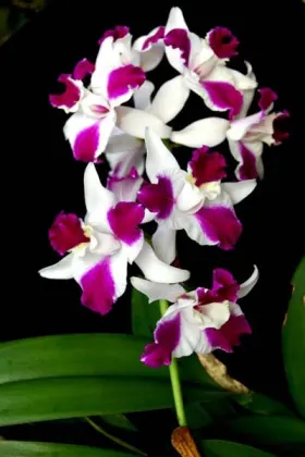 Laeliocattleya Purple Cascade 'Shang Beauty'