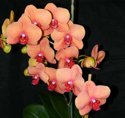 Doritaenopsis Ox Cumquat