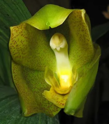 Lycaste locusta x Anguloa hohenlohii