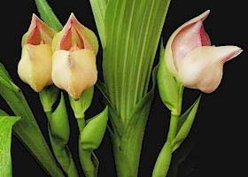 Anguloa uniflora x Rolfei