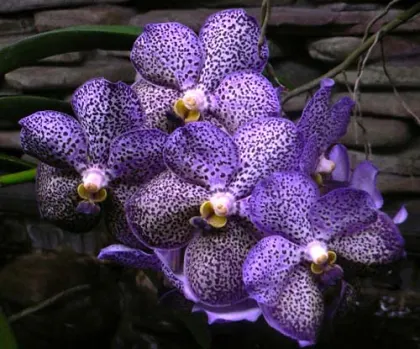 Ascocenda Kulwadee Fragrance 'Blue Spot'