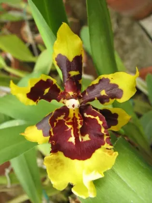 Colmanara 'Cheetah Gold'