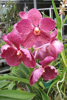 Ascocenda Miami Brown Spots x Vanda Pacharee Delight