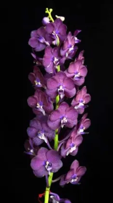 Vascostylis Veeraphan Midnight 'Blue'