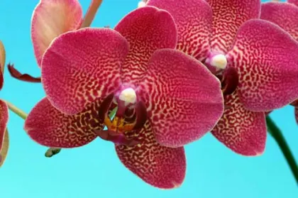 Doritaenopsis Mary Ames x Phalaenopsis Ever Spring Girl