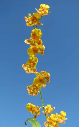 Howeara Chian-Tzy Lovely 'CT Golden Bug'
