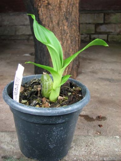 Lycaste 'Alan Salman' x Anguloa clowesii