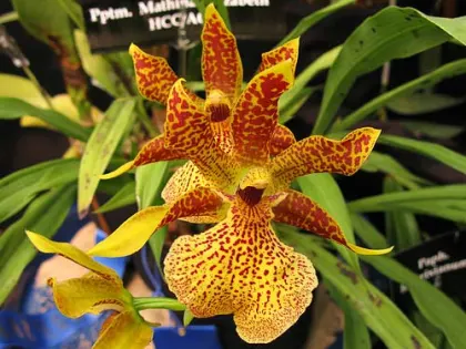 Propetalum Mathina 'Elizabeth'