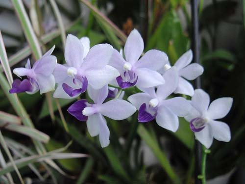 Doritaenopsis Tzu Chiang Sapphire