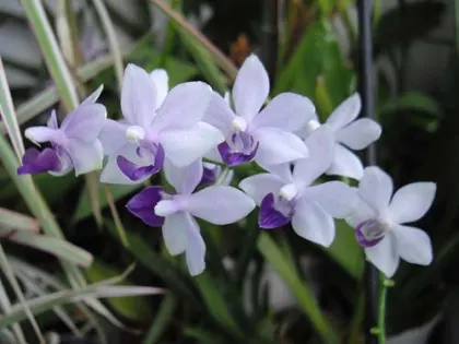 Doritaenopsis Tzu Chiang Sapphire