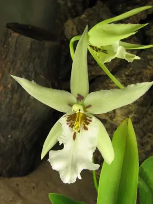 Beallara Tropic Splendor 'Everglades'