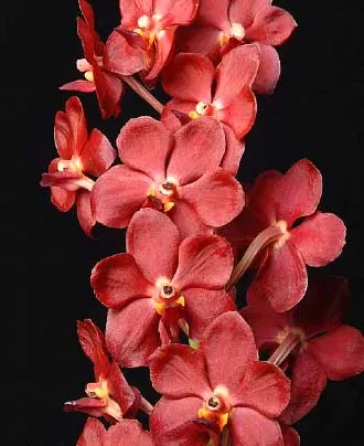 Ascocenda Sweet Pea