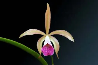 Brassavola tuberculata x Cattleya granulosa