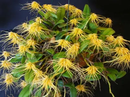 Bulbophyllum vaginatum