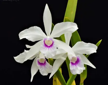 Laelia purpurata (Anelata 'Adans' x Anelata)