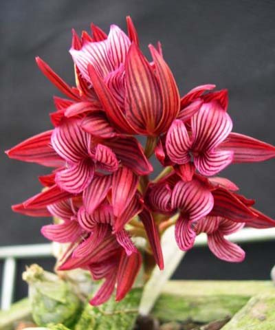 Mormodes sinuata 'strips'