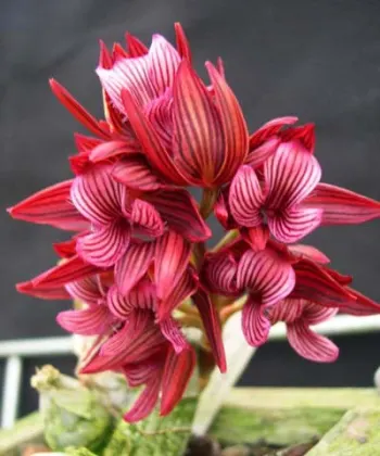 Mormodes sinuata 'strips'