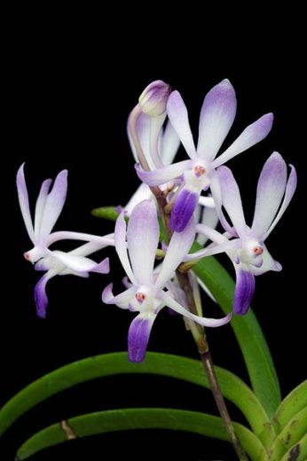 Neofinetia falcata x Rhynchostylis coelestis blue