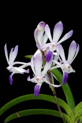 Neofinetia falcata x Rhynchostylis coelestis blue
