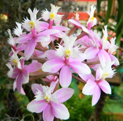 Epidendrum Mauve