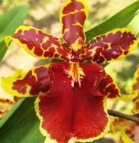 Colmanara Wildcat 'Pacific Sunset Red'