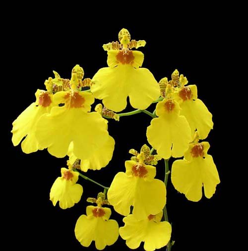 Oncidium Sweet Sugar 'Emperor'