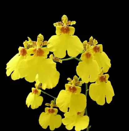 Oncidium Sweet Sugar 'Emperor'