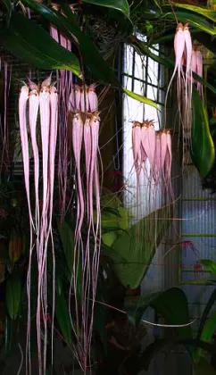 Bulbophyllum longissimum