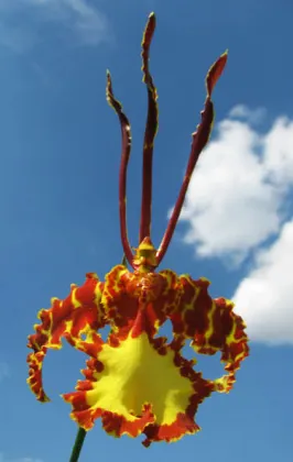 Psychopsis Mendenhall 'Hildos'