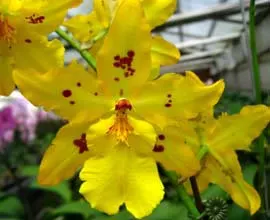 Odontocidium Mayfair 'RCW'