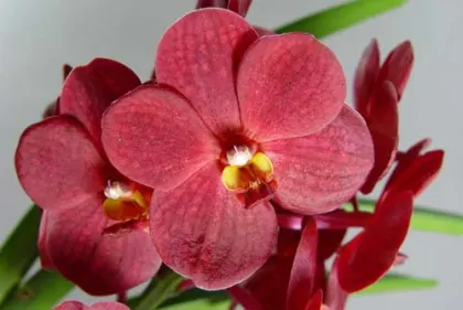 Ascocenda Ratchaburi Golden Red