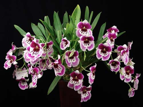 Miltonia Rubenesque 'Karismic Kay'