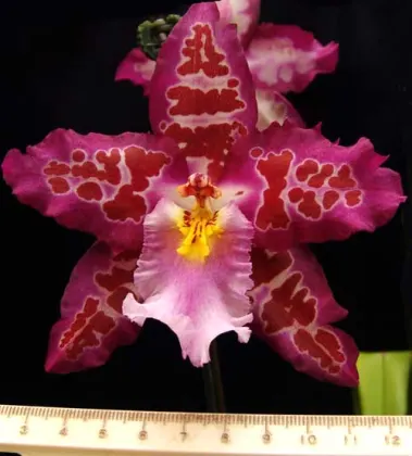 Vuylstekeara Cindy 'Pinky Lee'