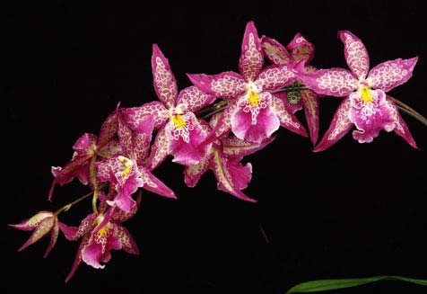 Beallara Patricia McCully 'Pacific Matriarch'