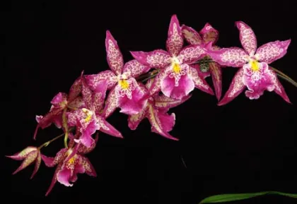 Beallara Patricia McCully 'Pacific Matriarch'