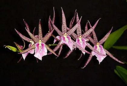 Miltassia C.M. Fitch 'Izumi'