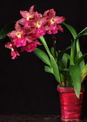 Beallara Mathias 'Glamour'