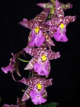 Beallara Tropic 'Tom 'Kinky'
