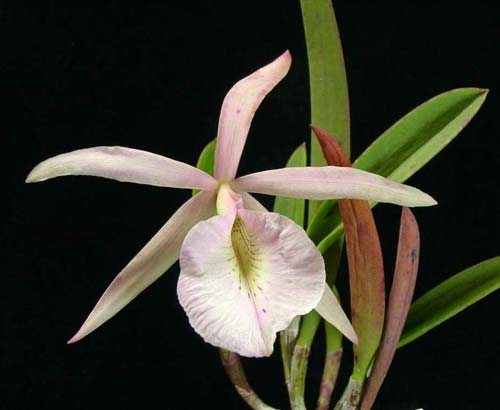 Brassocattleya Humming Angel