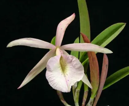 Brassocattleya Humming Angel