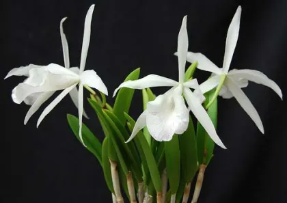 Brassocattleya Nanipuakea (C. Hardyana x B. nodosa)