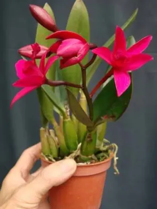 Laeliocattleya Chian Tzy Guiding 'CT Kermes'