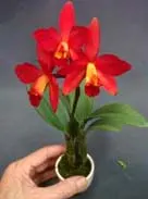 Laeliocattleya Chian Tzy Guiding 'Red Charm'