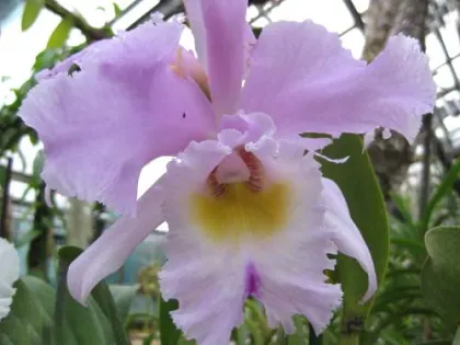 Brassocattleya Thalie (Brassocattleya Deesse x Cattleya Odalisque)