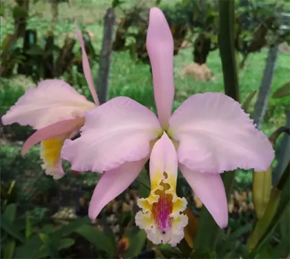Cattleya mossiae x self
