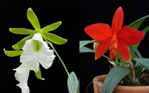 Epiphronitis Mariae (Euchile Mariae x Sophronitis coccinea)