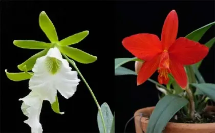 Epiphronitis Mariae (Euchile Mariae x Sophronitis coccinea)